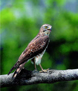 The period from early Sep. to Nov. each year was the peak of caught cases of illegal hunting of the Brown Shrikes (Lanius cristatus) and the Gray-faced Buzzards (Butastur indicus). /Photo provided by Kenting National Park
