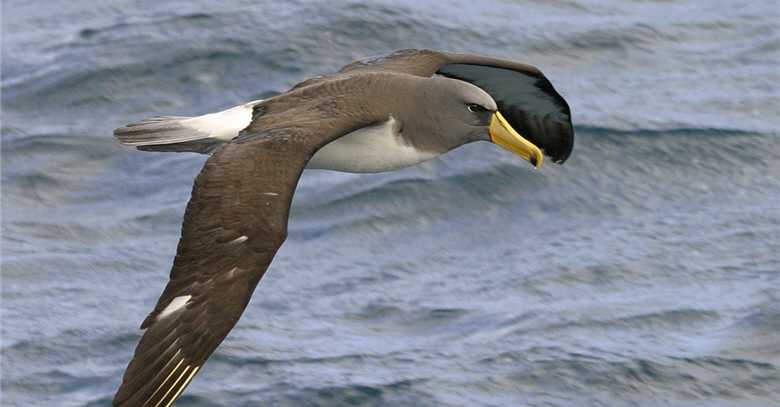 Government and conservation units should help fishermen improve their fishing gears, thus the chances of hurting water birds could be avoided. / Photo provided by Chien-chung Cheng