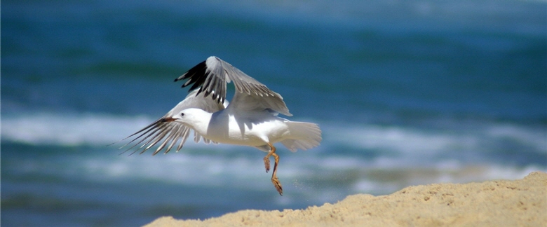 Bird's taxonomy is clearer than other species and the species identification and observation of them are easier. ／by Rorem