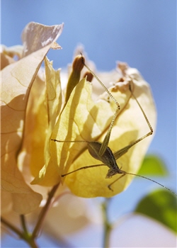 Due to global warming, flowers blossom and insects reproduce earlier, and thus the time of birds' migration and the duration of their stay would be changed.