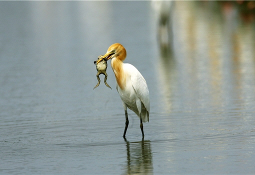Bird's need for food perhaps is also an important factor in affecting bird's migration. The picture shows Cattle Egret (Bubulcus ibis). ／Photo provided by Ming-yuan Chiu, taken by Su-lan Chiu-Lu