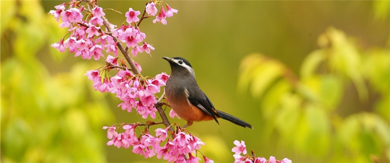 Analyzing Hwamei (Leucodioptron canorum ) by heredity, the research shows that Taiwan Hwamei and Chinese Hwamei were geographically separated 3.5 million years ago but had since continued their differentiation and gene exchanges. The picture shows Taiwan Sibia (Heterophasia auricularis ) ／ Photo provided by Ming-yuan Chiu, taken by Su-lan Chin-Lu