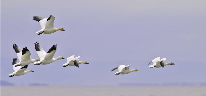 The epic migration of birds is truly respectable in human's eyes. / by Paul Liu