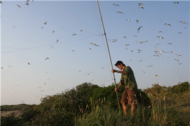 Through bird banding, we can obtain precious information on birds and learn to appreciate the stories about their migration. ／Photo provided by Yi-shen Ho