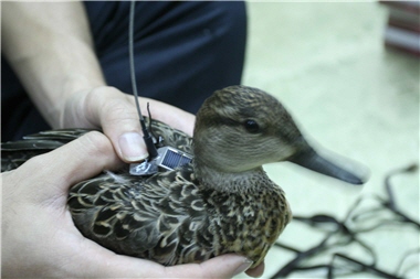 Capturing the bird alive is the first step in bird banding. If one wants to observe the watchful Green-winged Teals (Anas crecca), one has to focus on each year's vanguard of the teals and watch carefully their gliding approach and habits. / Photo provided by Yi-shen Ho