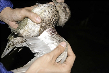 Birds are timid animals. Some birds struggle so hard after getting caught that they get injured easily. The picture shows a Green-winged Teal (Anas crecca) cut by the net. ／Photo provided by Yi-shen Ho