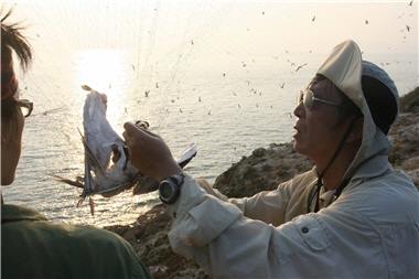 The use of a mist net is the most common way to catch a bird, but the researcher has to check out the nets more often in order to prevent the birds from being trapped for too long and getting seriously injured. ／Photo provided by Yi-shen Ho