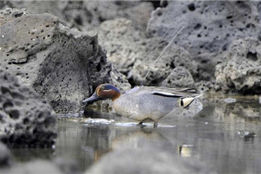 A Korean bird watcher in Jeju Island, South Korea, took a picture of this Green-winged Teal (Anas crecca) banded in Taiwan, and then sent the photo back to Taiwan. ／Photo provided by Yi-shen Ho