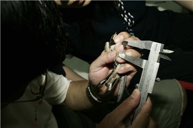 A researcher is measuring a Barn Swallow