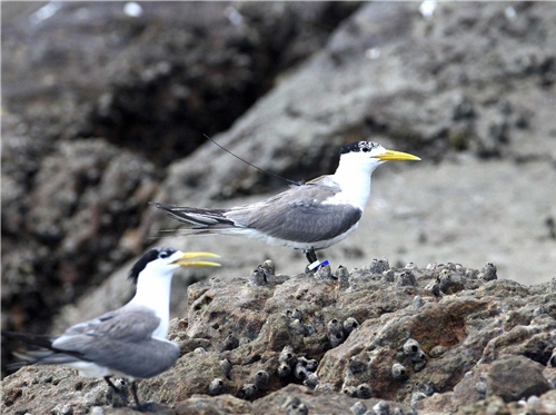 Through satellite transmitters we get to understand the amazing flying capability of some birds. The picture shows some Creasted Terns (Sterna bergii) with satellite transmitters and leg flags. ／Photo provided by Yi-shen Ho, taken by Cheng-zhi Zhou