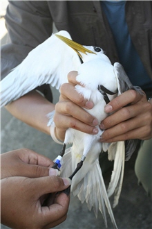 Leg flags have been used recently as they make observation easier; ordinary bird watchers can also take part in the ringing recovery through their own binoculars. The picture shows a Crested Tern (Sterna bergii). ／Photo provided by Yi-shen Ho