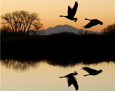 A natural environment can bring benefits to all life forms on Earth. /by Terrance