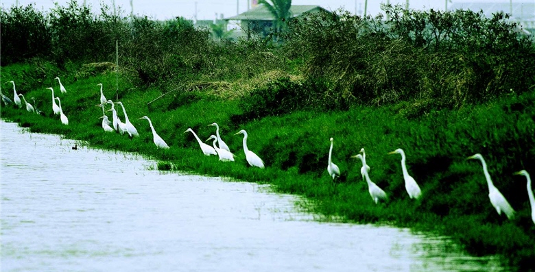 Great White Egrets (Casmerodius albus) in the wetlands in Taijiang National Park would separate spontaneously to avoid fighting over limited space when they feed, and thus are easier to be monitored by the “counting flocks” method.