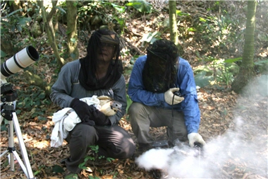 The monitoring and tracking of birds can be a dangerous job. The picture shows the protective gears and apparel that Kuang-ying Huang and the researchers have to wear to prevent bee stings as they try to retrieve the radio tracking device on Oriental Honey Buzzards (Pernis ptilorhynchus).