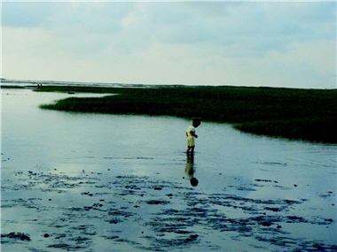 recently the area around the Sea Club-rush (Bolboschoenus planiculmis) was polluted by heavy crude oil and became a black patch