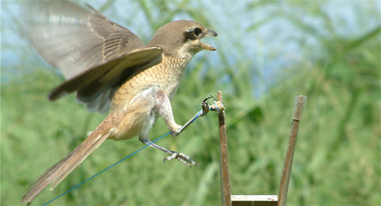 Brown Shrike (Lanius cristatus )