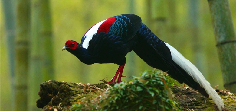 Lucia and her husband had a hard time searching for the rare Swinhoe's Pheasant (Lophura swinhoii) in the picture. Its beautiful figure with a long white tail is a shocking beauty to everyone. /Photo provided by Ming-yuan Chiu, taken by Su-lan Chiu-Lu