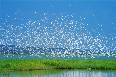 Chuan Liu, Associate Technical Specialist of Kenting National Park Headquarters, has been a bird lover for 36 years. Serving in KTNP Headquarters since it was established, Liu has been responsible for numerous construction works in the Park. He was recognized as Honest Civil Servant by the Department of Civil Service Ethics, Ministry of the Interior in 2008.