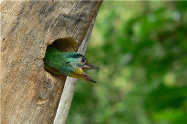 A young bird of Muller's Barbet (Megalaima oorti) is looking around.