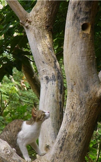 Before leaving the nest the young birds have to face many natural enemies, such as stray cats.