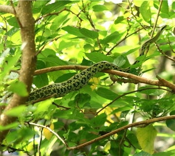 Before leaving the nest the young birds have to face many natural enemies, such as rat snakes.