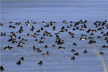 Liu expect that Taiwan will become a fixed habitat for migratory birds someday. The picture shows Tufted Ducks (Aythya fuligula) flock together in Longluan lake every winter. / by Chuan Liu
