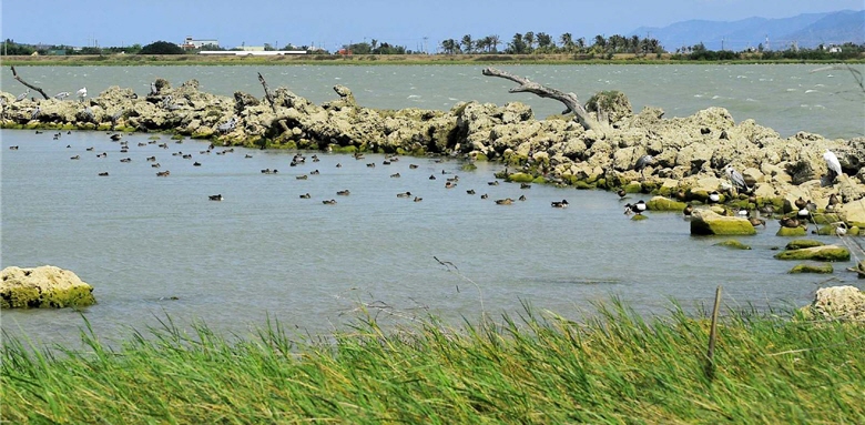 All kinds of water birds flock together in the man-made bird island at Longluan Lake in Kenting when the weather is sunny.