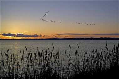 In this picture, Little Egrets are migrating. If we don't protect this scenery with our heart, it will surely hard to be seen in the future. ／by Yu-wen Chen