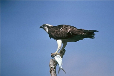 20 years ago, Liu managed to elude the sharp eyes and hearing of an osprey (Pandion haliaetus) and took a close-up picture of it eating a milkfish.