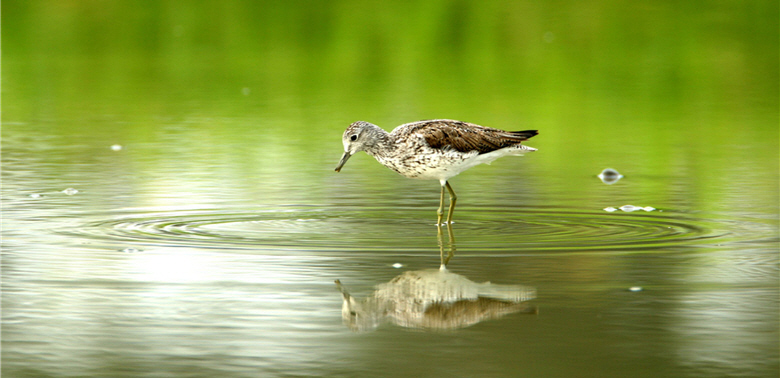 The Injured Greenshank (Tringa nebularia )