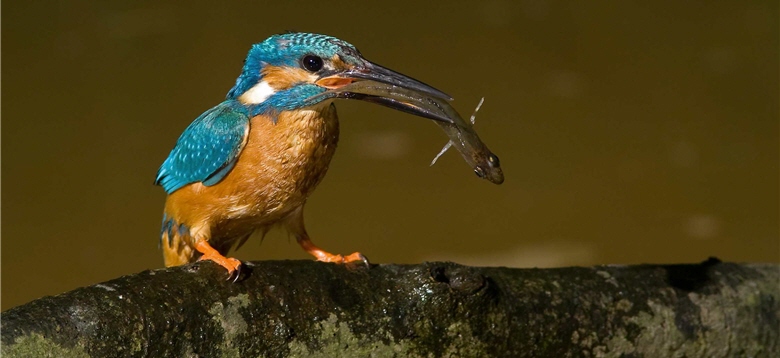 The kingfisher is a famous fisherman. ／by Ben