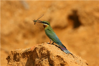 The Bee-eaters (Meropidae) in Kinmen are most characteristic summer migratory birds in the area. ／Photo provided by Ming-yuan Chiu, taken by Su-lan Chiu-Lu