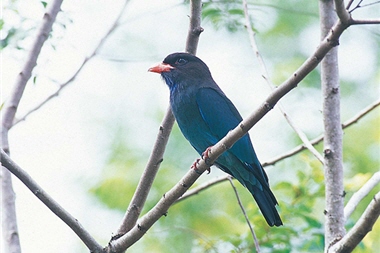 Eurystomus orientalis is also named Sam-bo bird; it doesn't look like Common Kingfisher (Alcedo atthis), but they have a lot in common. ／by Jia-sheng Chen