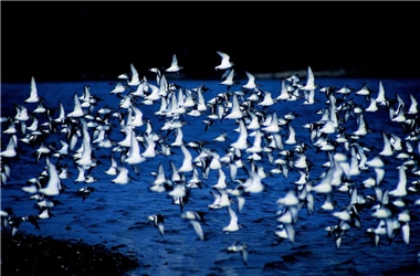 Every year, many bird lovers in Taiwan spare no expense to travel all the way to Kinmen just to watch birds. ／Photo provided by Kinmen National Park