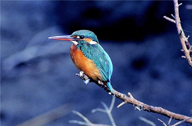 Having a bill with the upper part and lower part in symmetrically same thickness and a tail that is much shorter than the bill are important features of birds of the genus Alcedo. / by Jia-sheng Chen