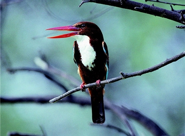 White-throated Kingfisher (Halcyon smyrnensis) is named by a large white area around its breast (from the throat to the upper abdomen). / by Jia-sheng Chen