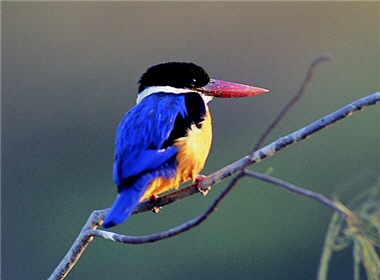but in China, it is also named “Blue Kingfisher” in Chinese according to the color of its back. / by Jia-sheng Chen
