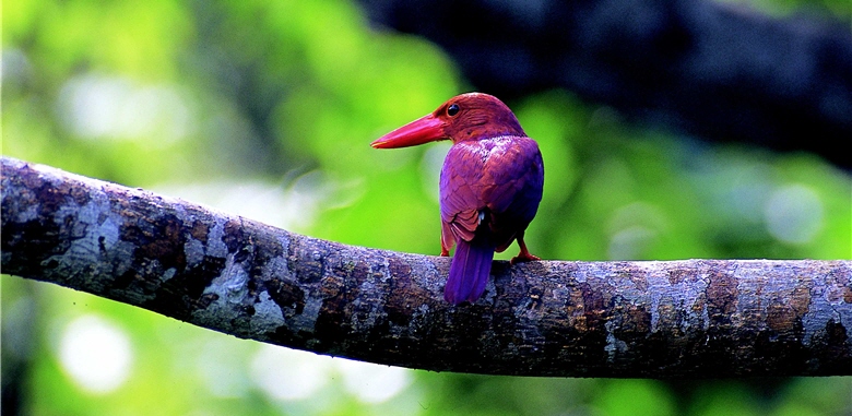 A characteristic of the Halcyon genus is that their lower bills are usually thicker than the upper bills. The picture shows Ruddy Kingfisher (Halcyon coromanda). / by Jia-sheng Chen