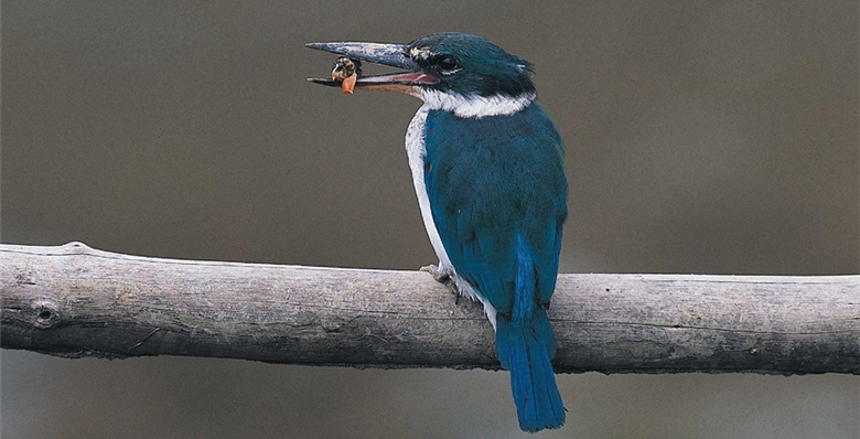 Collared Kingfisher (Todiramphus chloris) is extremely rare in Taiwan; only the lost birds can be found so far. / by Jia-sheng Chen