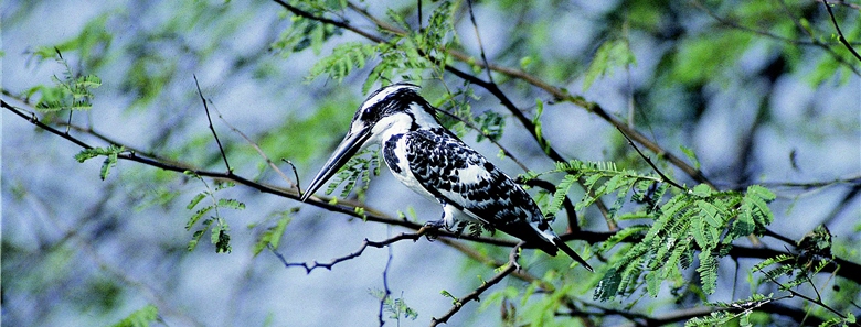 Though Striped Kingfisher (Halcyon chelicuti) belongs to the genus Halcyon, the proportion of the bill and tail of Striped Kingfisher is very similar to that of the genus Alcedo. The main source of food of Striped Kingfisher is fish, which differs from that of other birds of the genus Halcyon. / by Jia-sheng Chen