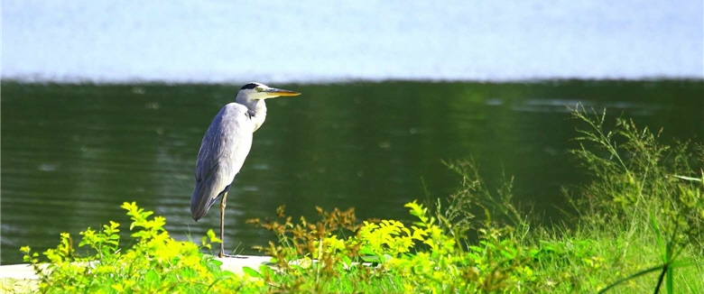 All life forms on earth evolve with such a simple purpose as to adapt themselves to the environment and to survive. / by Kevin