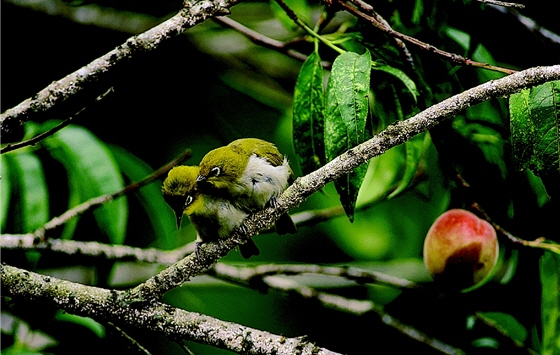 Joking about this intimate couple of White Eyes (Zosterops japonicus) photographed by him, Sun said their love will last until the seas run dry and “the peaches rot.” (while the original Chinese idiom should be “until the sea runs dry and ‘the rocks crumble,’” meaning “till the end of time.”)