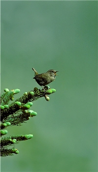 Sun hopes to capture the creatures' spirits on films that tell great stories and make an impression; this is also the philosophy he has been trying hard to pass on to his students.