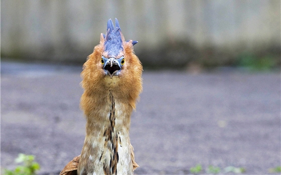 Malay Night Heron (Gorsachius melanolophus) is demonstrating.