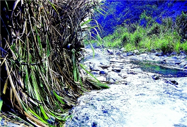See where the long lens was hidden in this picture? In order to photograph the birds near the stream, Sun disguised himself and blended in with the environment.