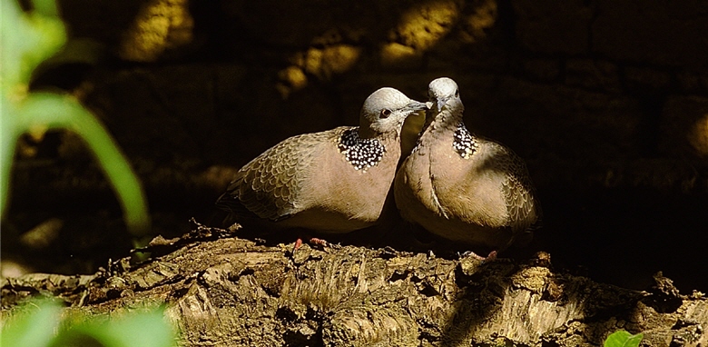 Turtledoves (Streptopelia chinensis) hid in the dark and clung to each other.