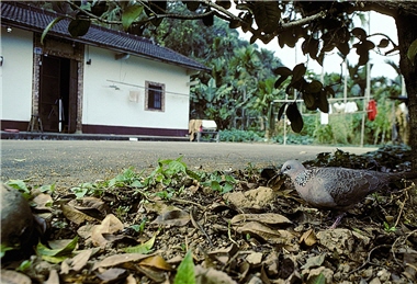 Look at the world from the eyes of this Spotted-necked Dove (Streptopelia chinensis) and feel about the quiet and sweet life it lives.