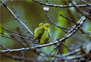 Couples of White Eyes (Zosterops japonicus) usually maintain a loyal and long-lasting relationship; the two White Eyes in the picture that are in love and cling to each other constitute a sweet, lovely scene.