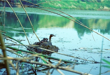 The whole family of Little Grebe (Tachybaptus ruficollis) is leisurely resting on the river. It’s truly a lovely scene.