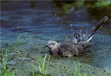 Birds could do exercise and have fun while cleaning themselves with water. In this picture, a Spotted-necked Dove (Streptopelia chinensis) is enjoying its bath.